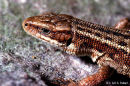 Common Lizard